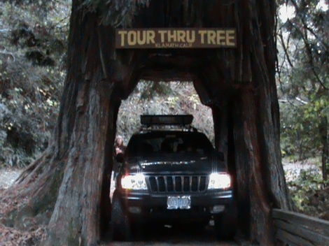 drive-thru-tree